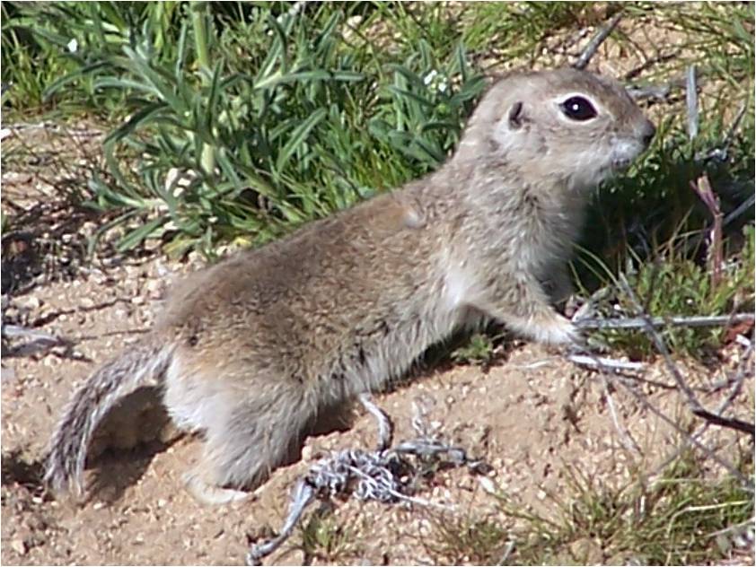 Conservationists Seek Federal Protection for the Mohave Ground Squirrel